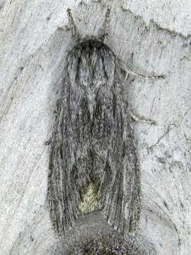 Acronicta lithospila Grote 1874的圖片