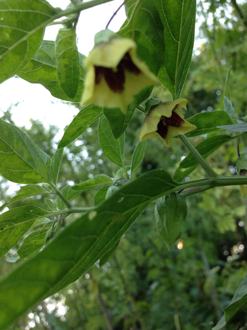 Image de Physalis longifolia var. subglabrata (Mackenzie & Bush) Cronq.