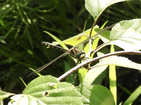 Image of Delta-spotted Spiketail