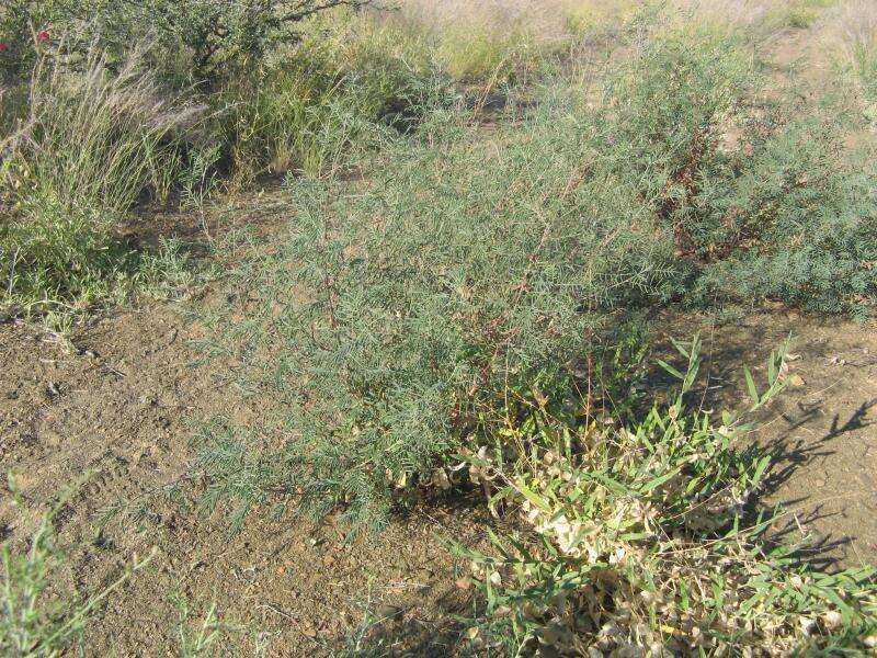 Imagem de Indigofera cryptantha var. occidentalis Baker fil.