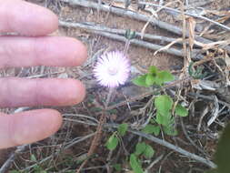 Image of Drosanthemum striatum (Haw.) Schwant.