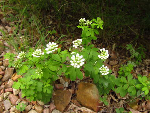 Image of Dorycnium graecum (L.) Ser.