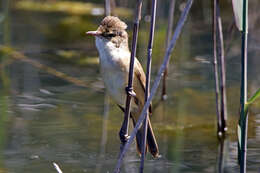 Image of Australian Reed Warbler