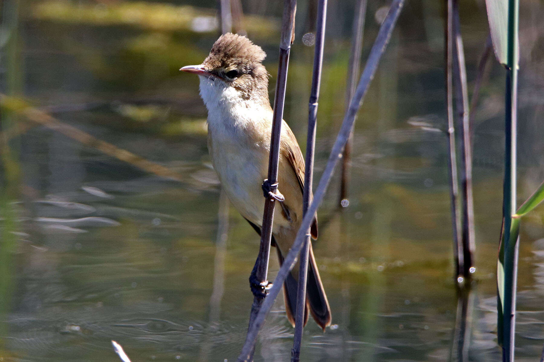 Image of Australian Reed Warbler