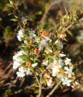 Image of Styphelia exarrhena (F. Muell.) F. Muell.