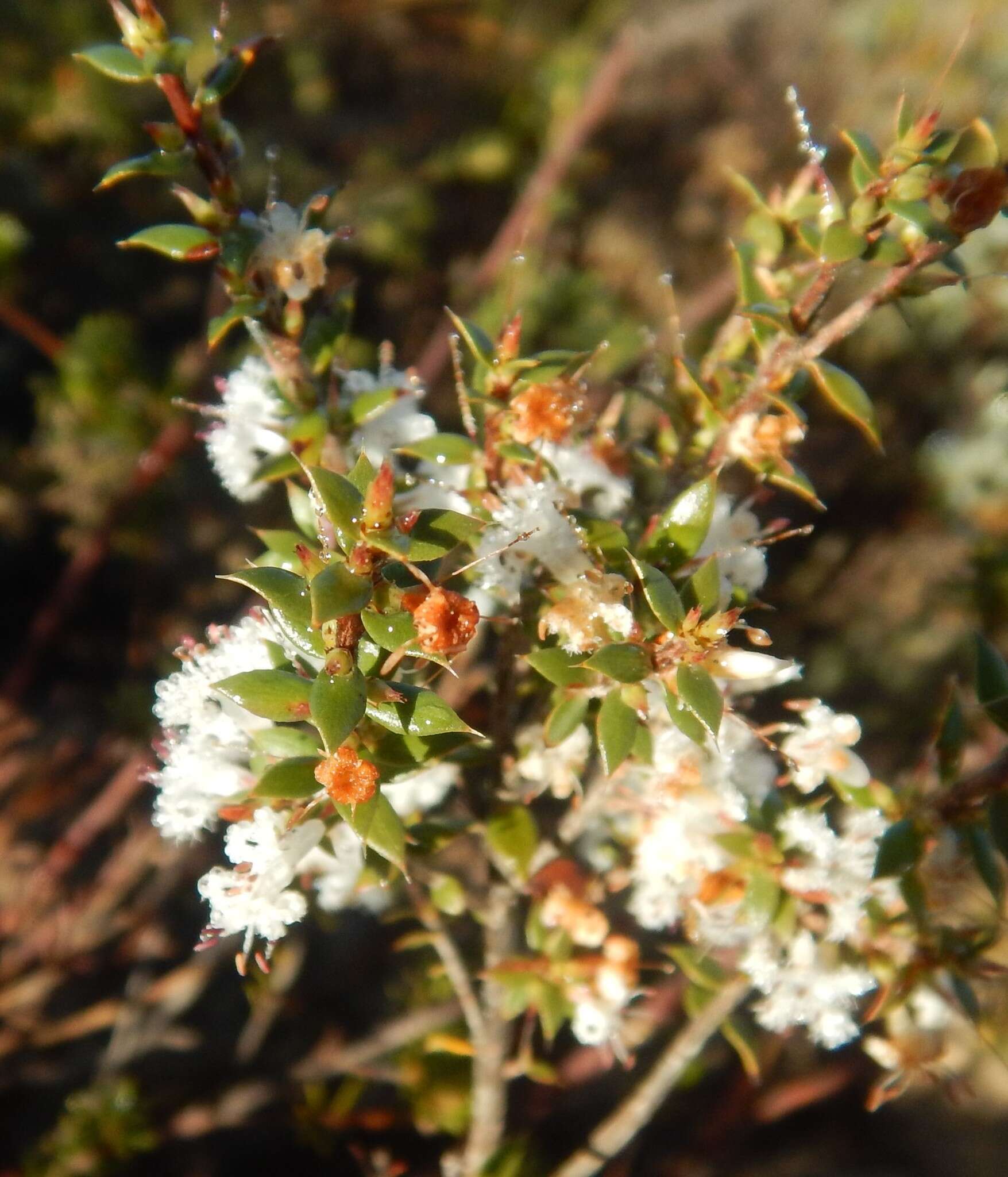 Sivun Styphelia exarrhena (F. Muell.) F. Muell. kuva