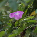 Plancia ëd Ipomoea invicta House