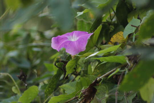 Plancia ëd Ipomoea invicta House