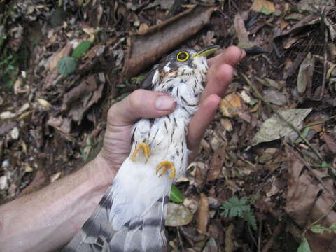 Image of Moustached Hawk-Cuckoo