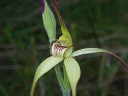 Image of Scented spider orchid