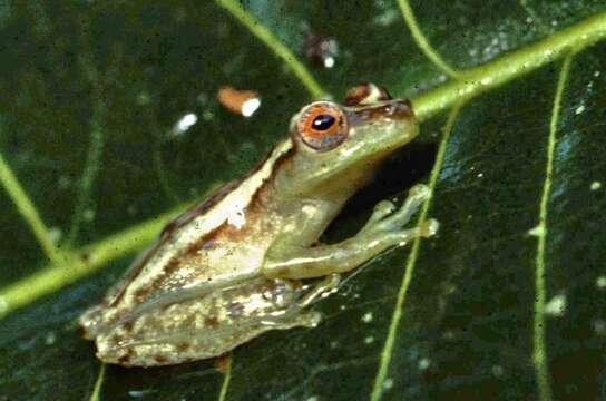 صورة Scinax cruentomma (Duellman 1972)