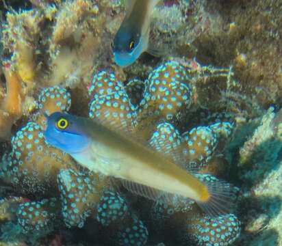 Image of Eyespot coralblenny