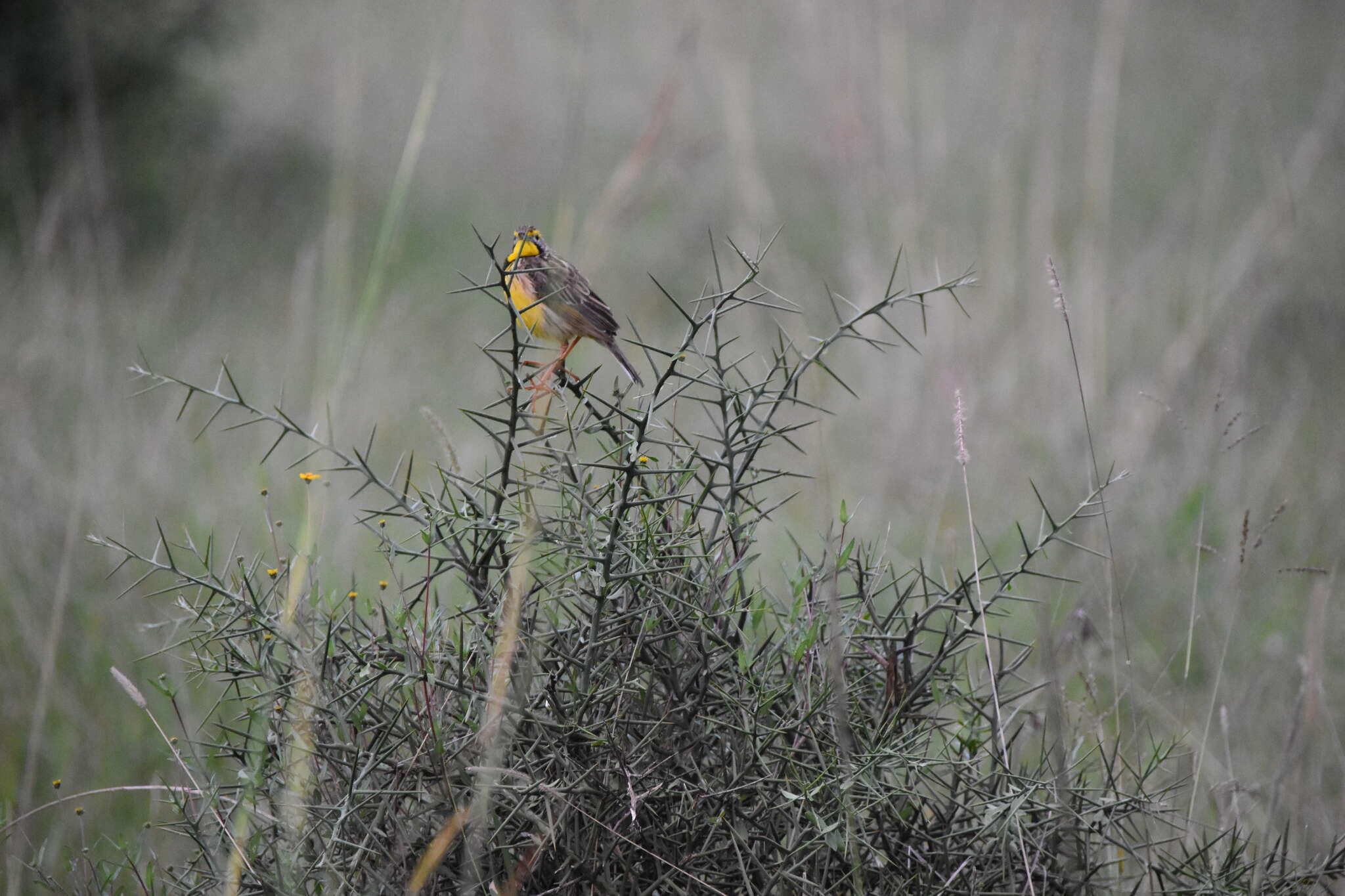 Image of Pangani Longclaw