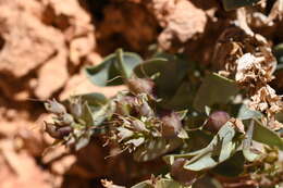 Image of Red Canyon beardtongue