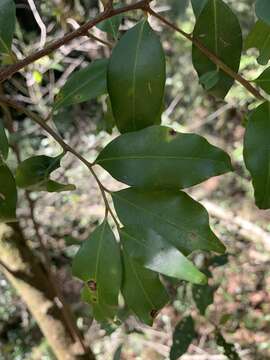 Image of Pterocelastrus echinatus N. E. Brown