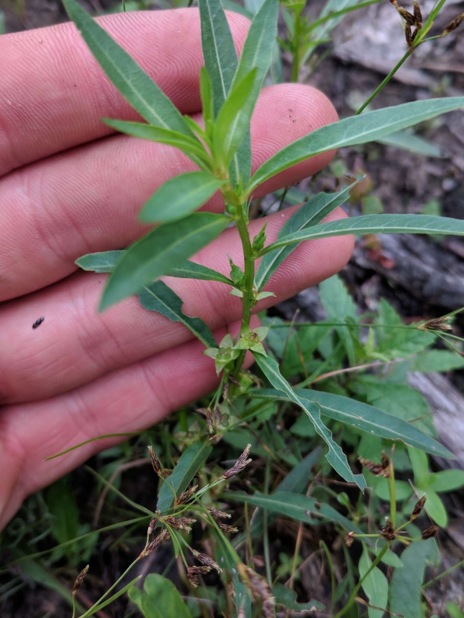 Image of manyfruit primrose-willow