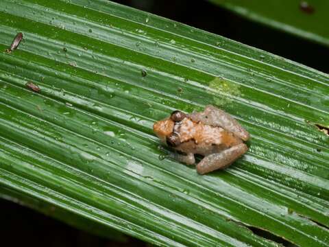 Image of Pristimantis luscombei (Duellman & Mendelson 1995)