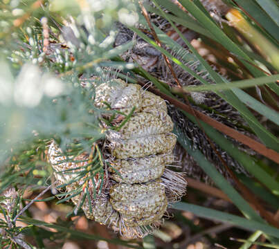 Image de Banksia nutans R. Br.