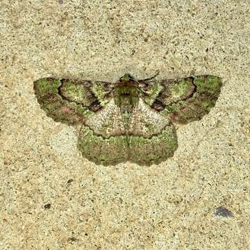 Image of Aeolochroma turneri Lucas 1890