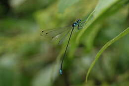 Image of Melanoneura bilineata Fraser 1922