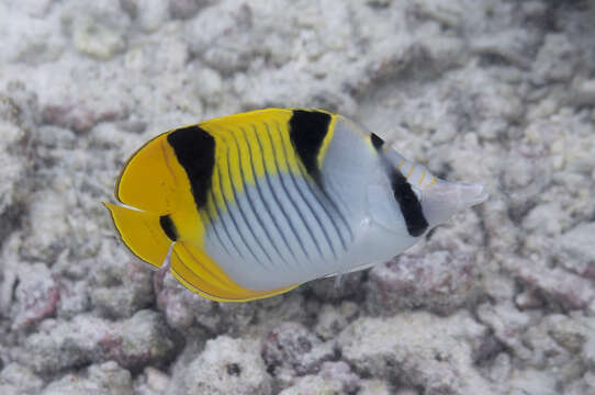 صورة Chaetodon falcula Bloch 1795