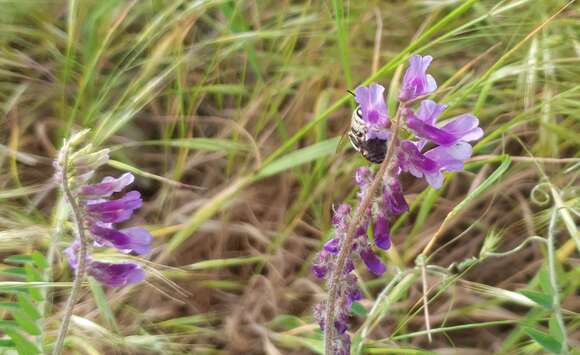 Image of Anthophora aestivalis (Panzer 1801)