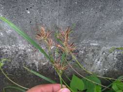 Image of nutgrass