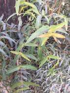 Image of river peppermint gum