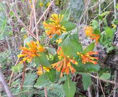 Plancia ëd Bouvardia laevis M. Martens & Galeotti