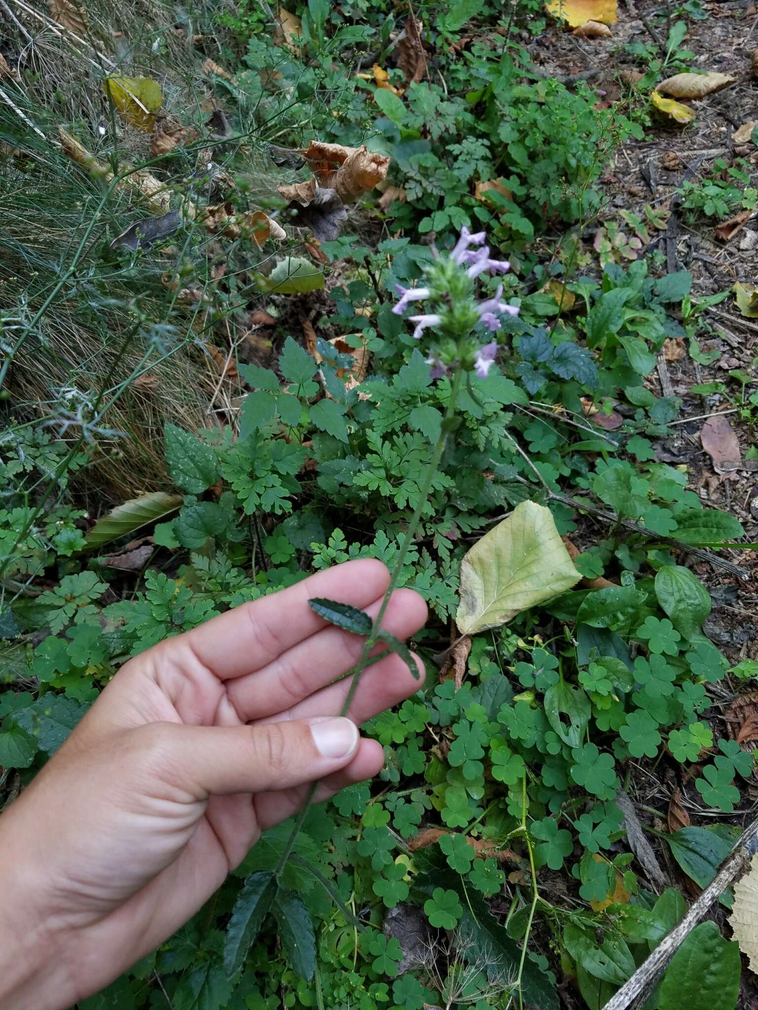 Image de Betonica officinalis L.