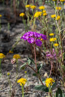 Image of desert sand verbena