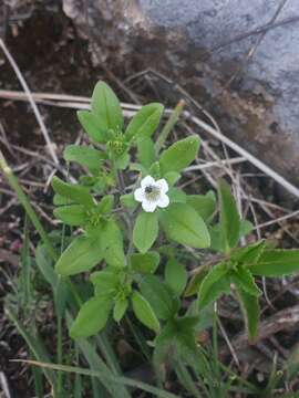 Image of Nama biflora