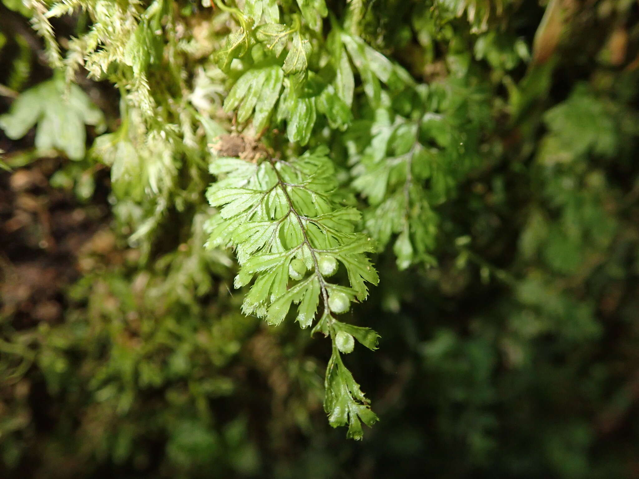 Imagem de Hymenophyllum revolutum Col.