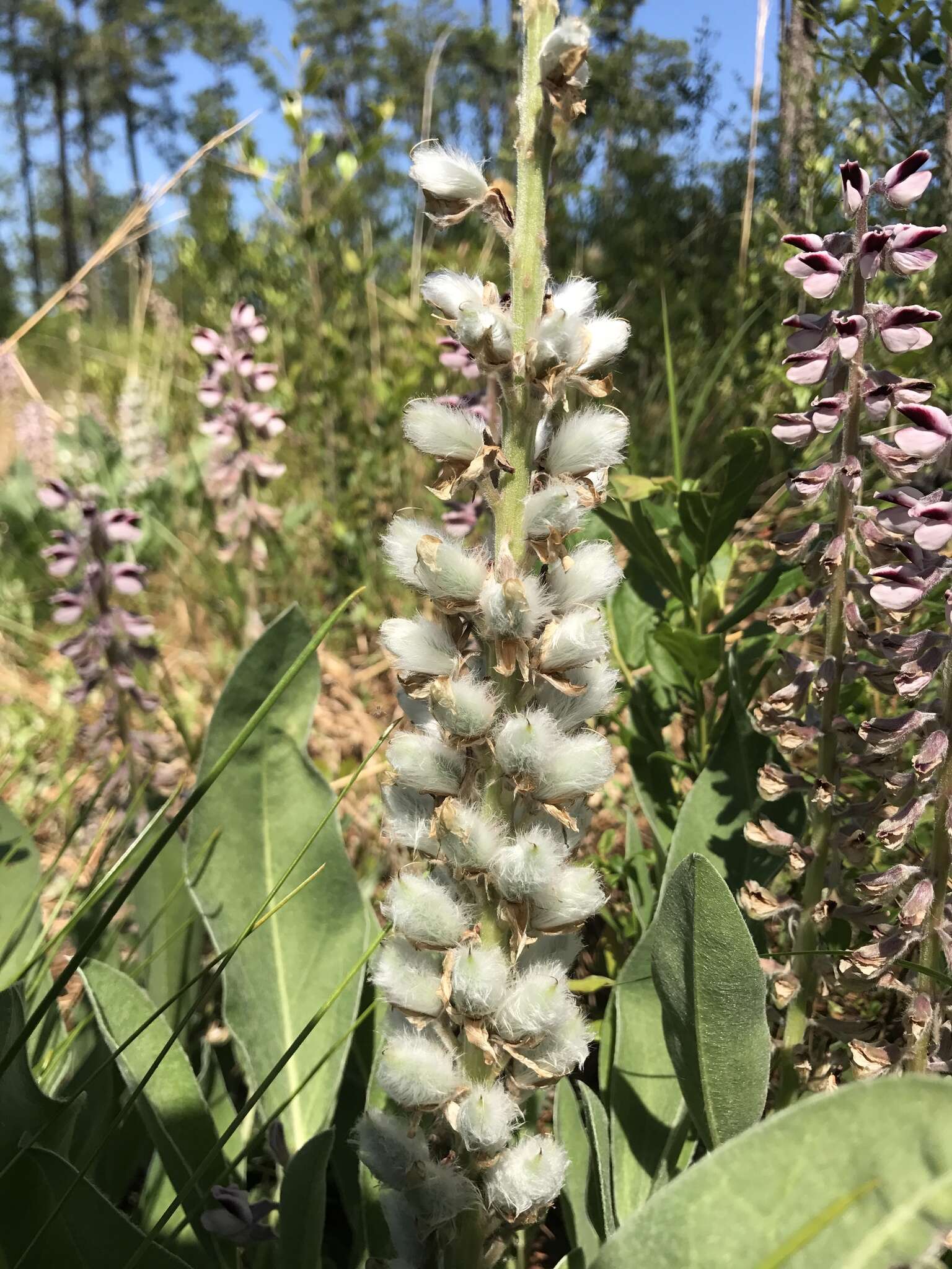 Imagem de Lupinus villosus Willd.