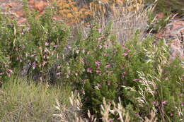 Image of Prostanthera florifera B. J. Conn