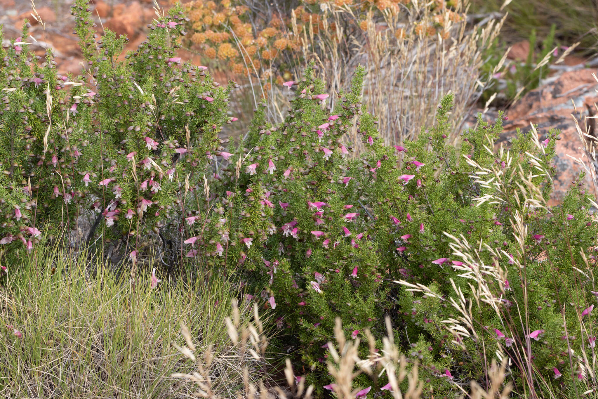 Image of Prostanthera florifera B. J. Conn