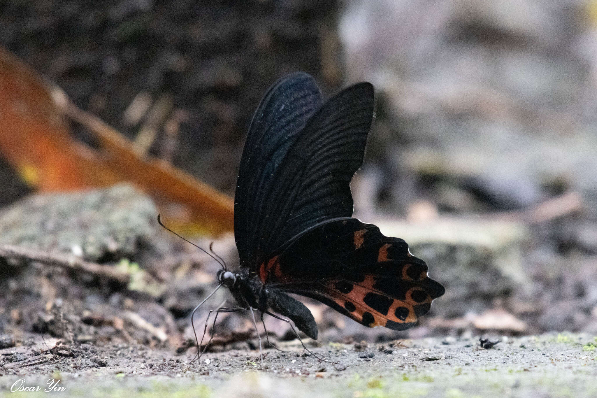 Image de Papilio thaiwanus Rothschild 1898