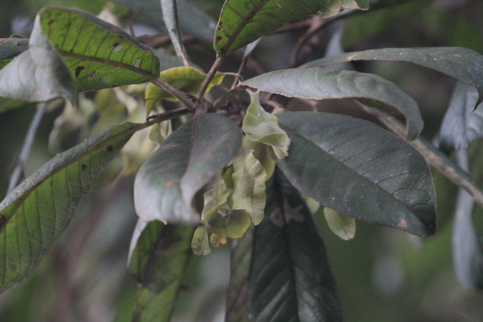 Sivun Terminalia mollis M. Laws. kuva