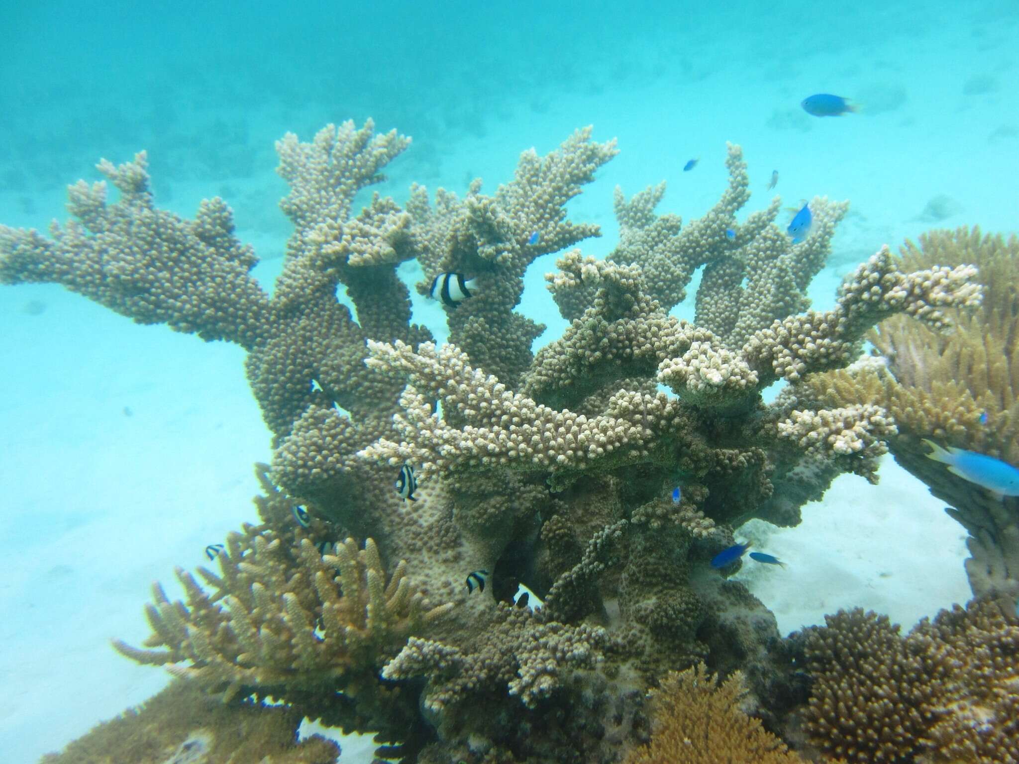 Image of Acropora sarmentosa (Brook 1892)