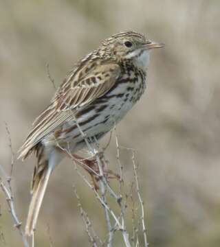 Image of Correndera Pipit