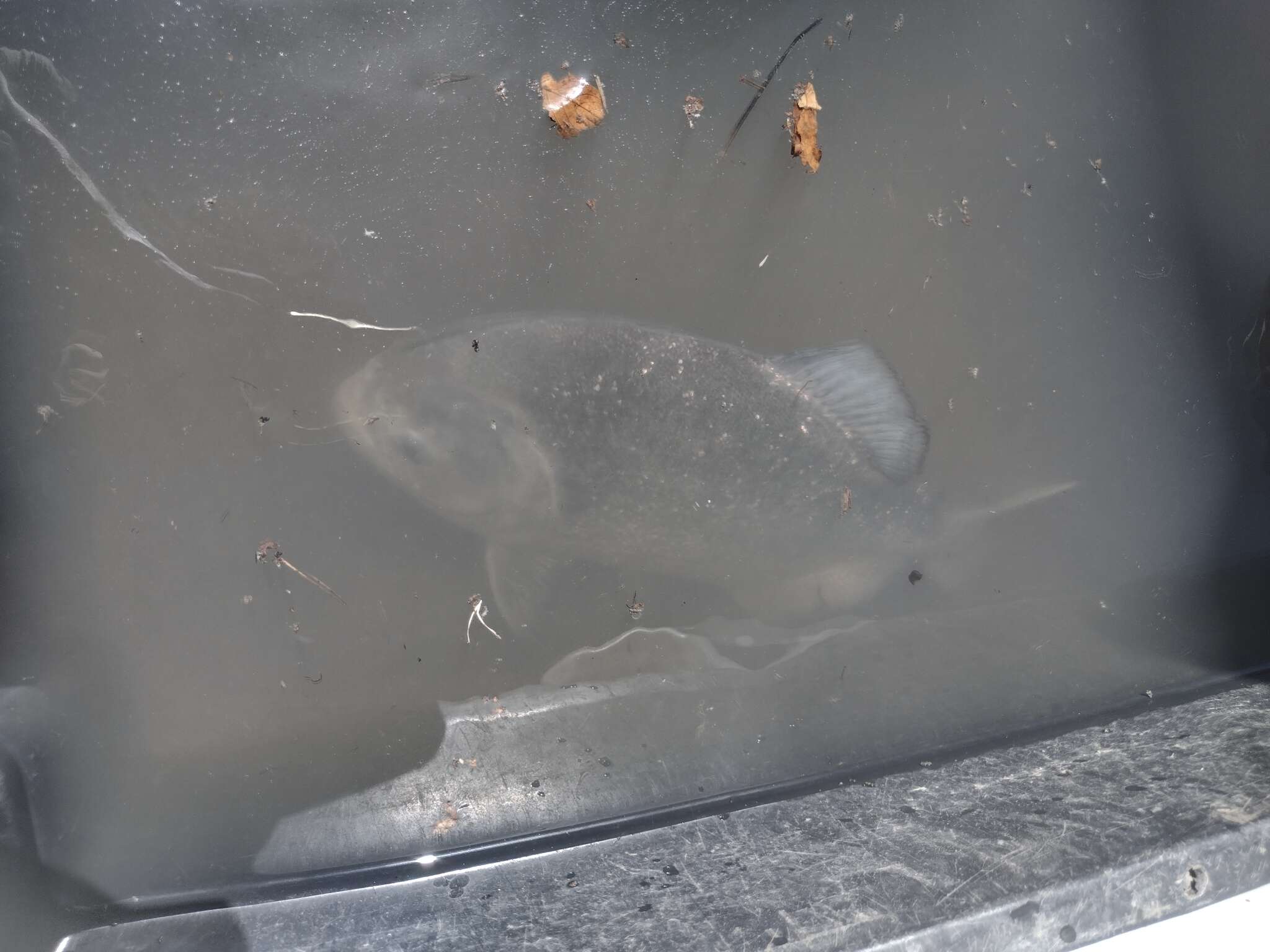 Image of Red-bellied piranha