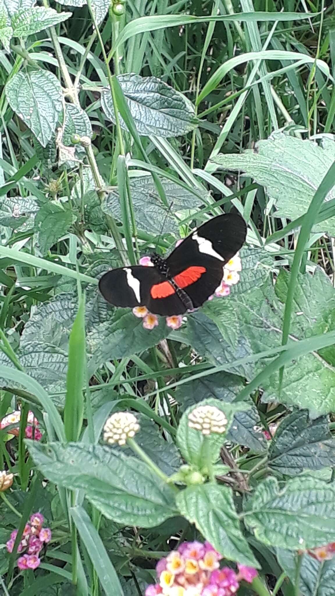 Image of Heliconius clysonymus Latreille 1817