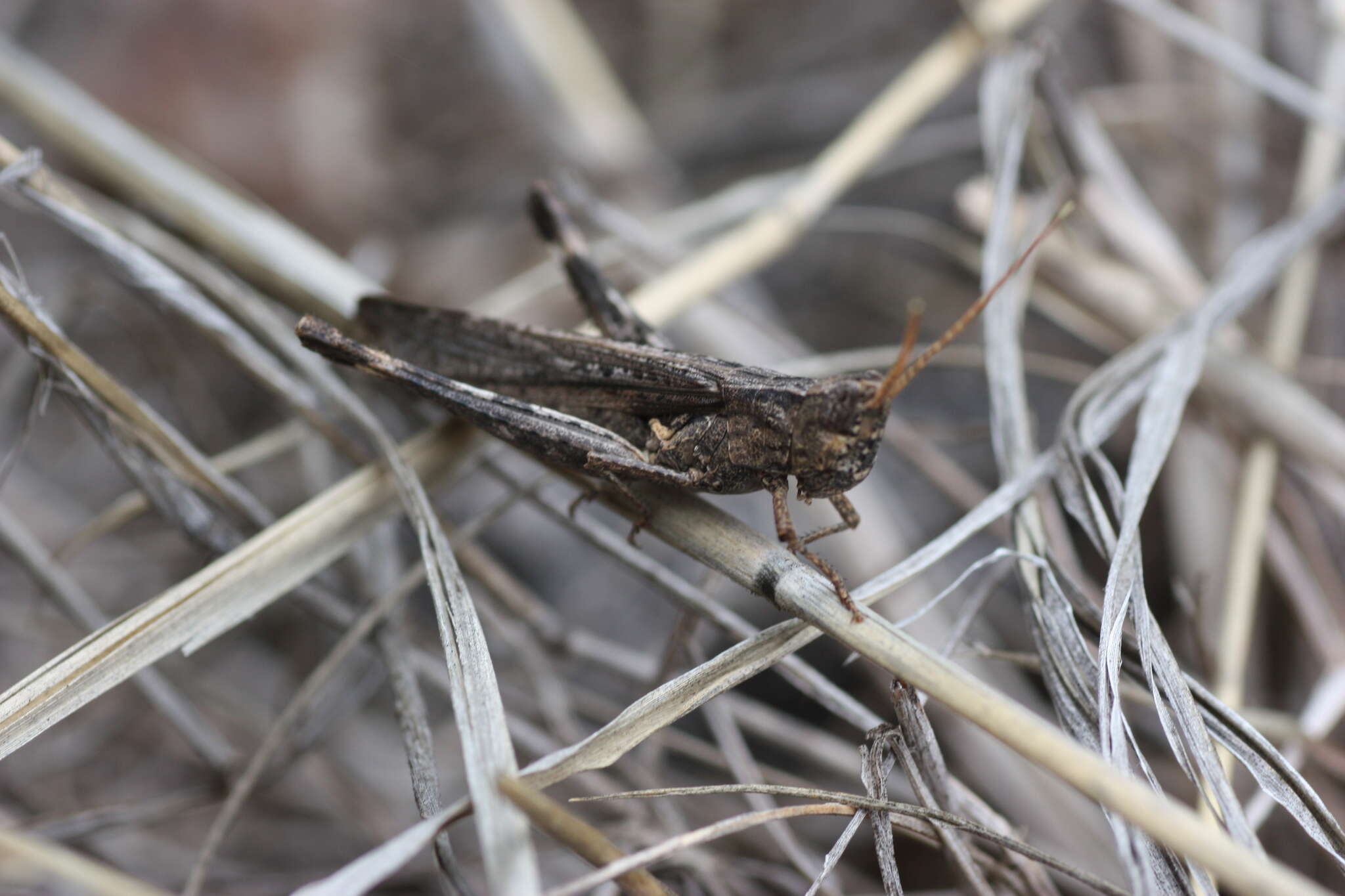 Plancia ëd Acantherus piperatus Scudder & S. H. 1902