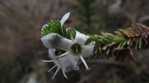 Aragoa abietina Kunth的圖片