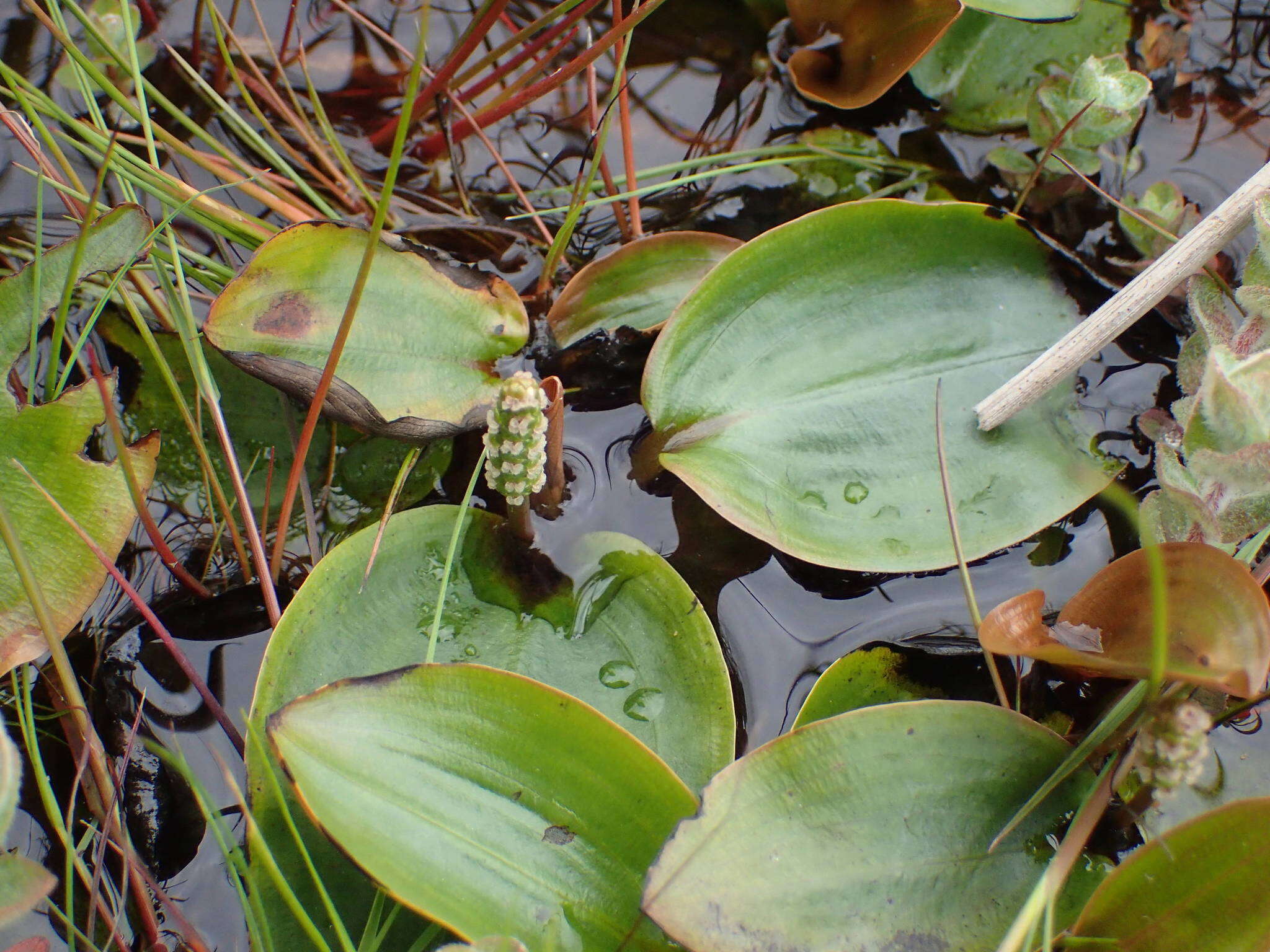 Image of Bog Pondweed