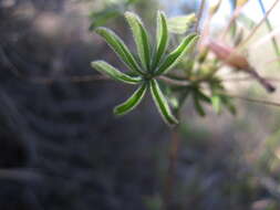 Imagem de Oxalis engleriana Schlechter