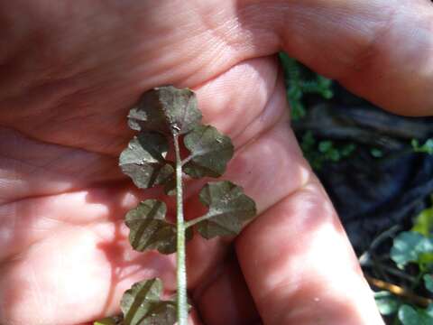 صورة Cardamine dolichostyla Heenan