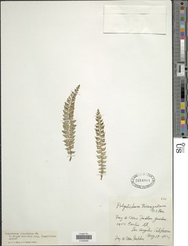 Image of <i>Polystichum triangulum</i>