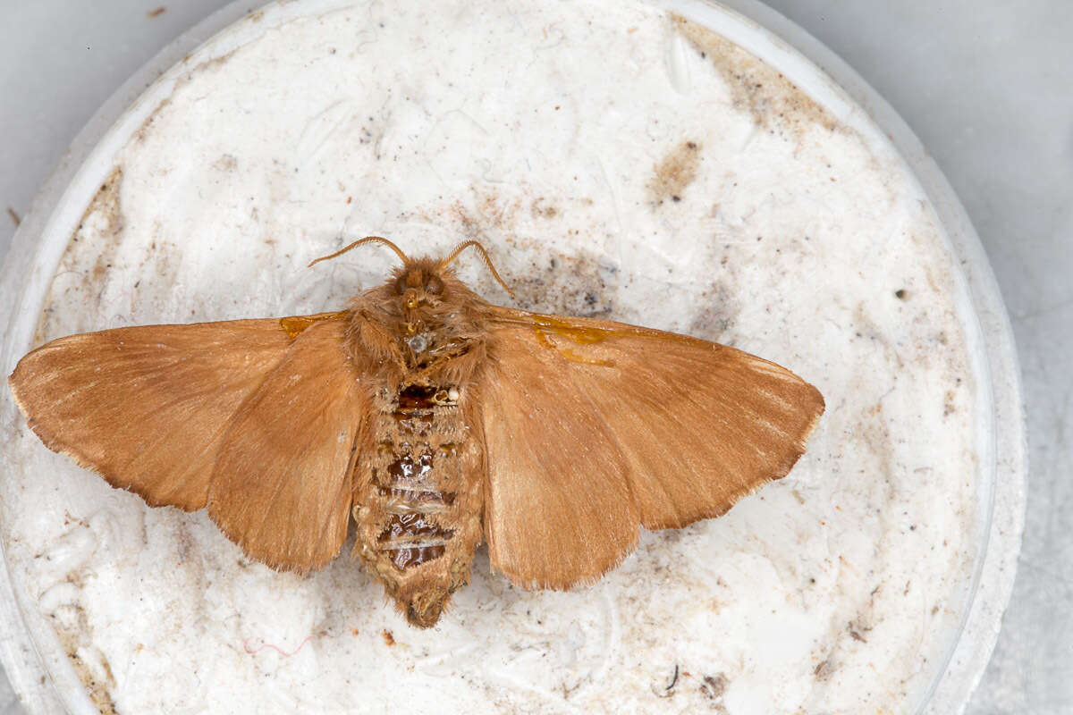 Image of lackey moth