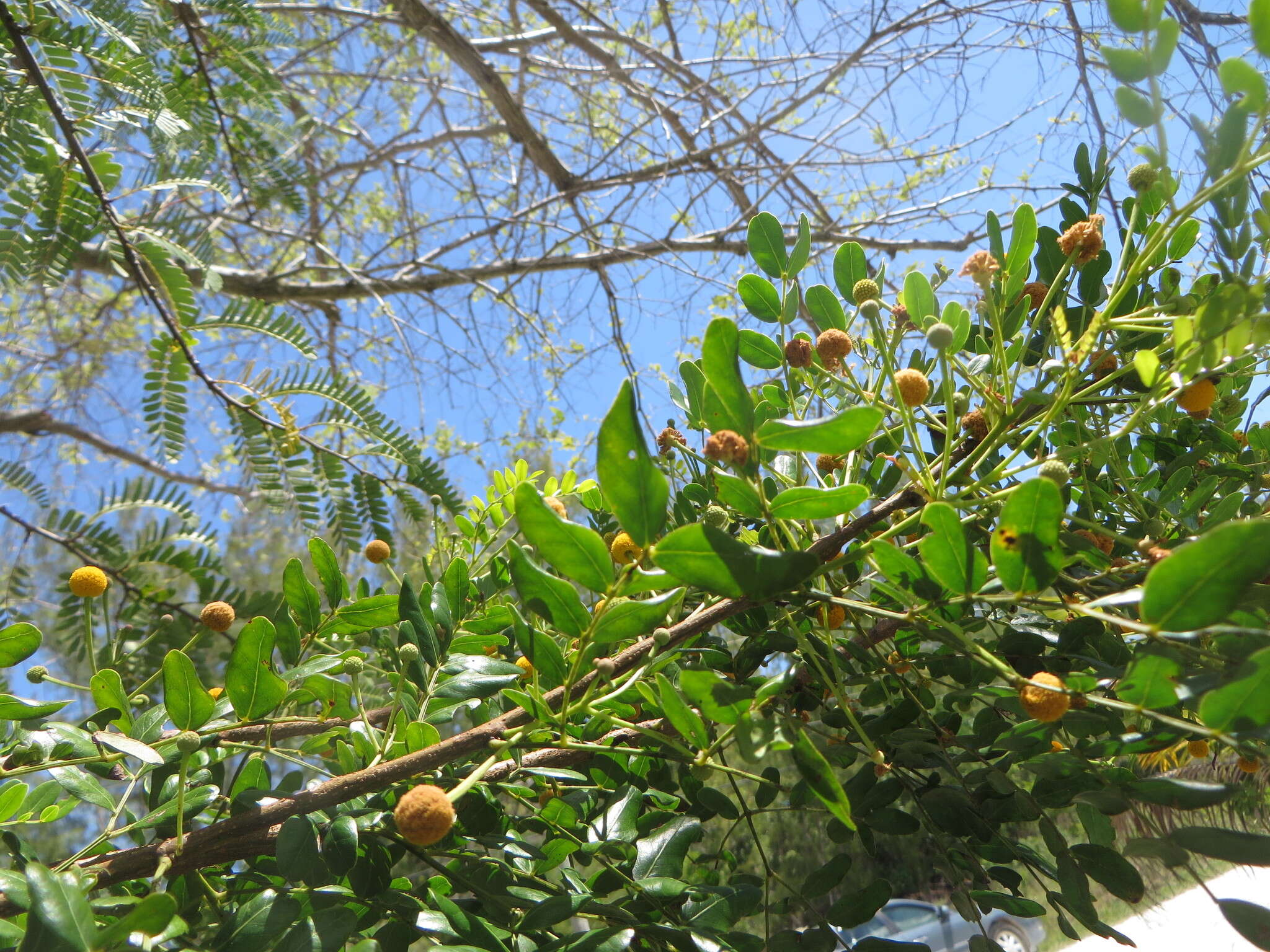 Vachellia choriophylla (Benth.) Seigler & Ebinger resmi